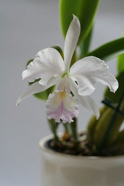 Cattleya Labiata Var Amesiana Iryna Flickr