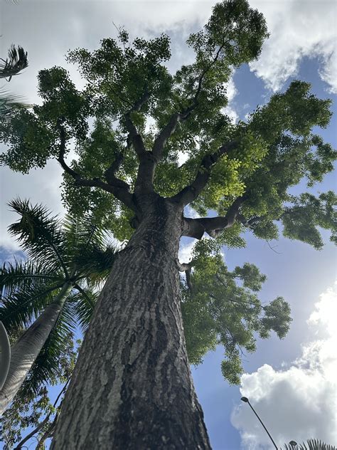 West Indian mahogany is a gem hiding in plain sight | Camana Bay