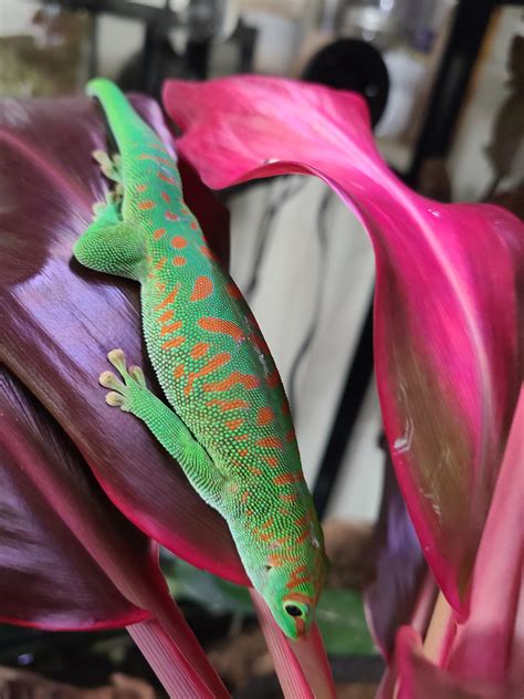 best gecko limping easily 5