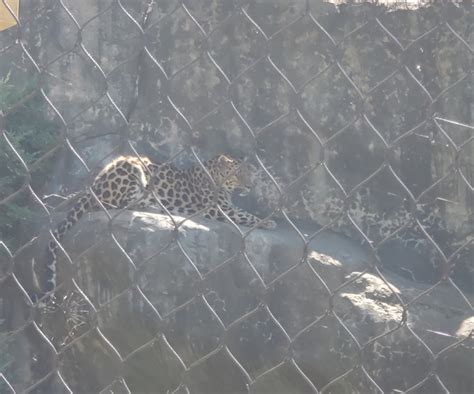 Essex County Turtle Back Zoo 2022 Amur Leopard Zoochat