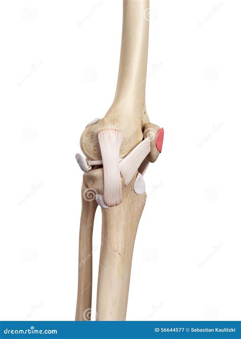 The Subcutaneous Prepatellar Bursa Stock Illustration - Illustration of ...