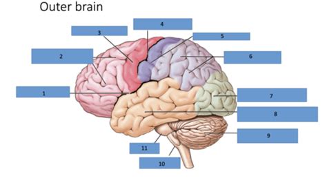 Outer Brain Flashcards Quizlet