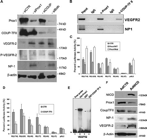 Control Of Vegf Signaling By Lec Fate Regulators Prox1 And Coup Tfii Download Scientific