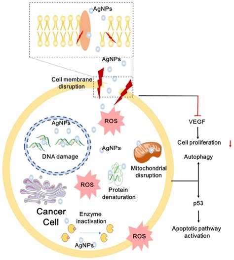 A Schematic Diagram Of Anticancer Mechanisms Of Agnps Agnps Can