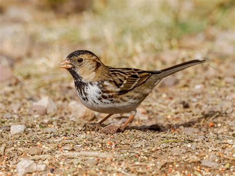 Harris's Sparrow | Backcountry Gallery Photography Forums