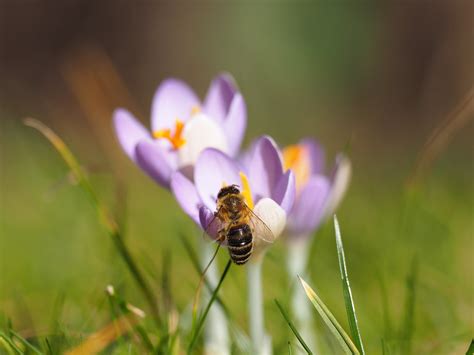 Elfenkrokus Mit Honigbiene Elfen Krokus Crocus Tommasinia Flickr