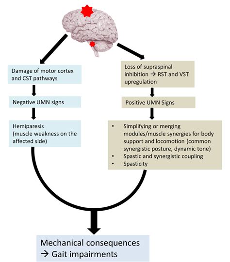 Figure 1 From Post Stroke Hemiplegic Gait New Perspective And Insights