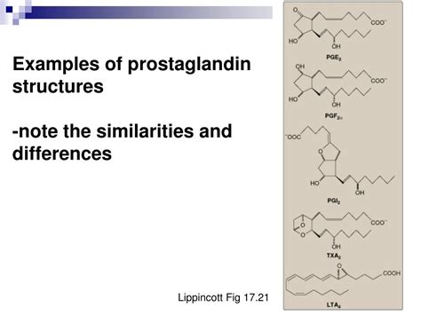 Ppt Prostaglandins Synthesis Functions And Inhibitors Powerpoint