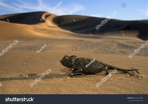 Namib Desert Animals