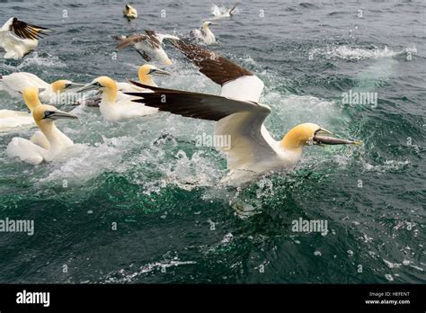 Northern gannet diving fish hi-res stock photography and images - Alamy