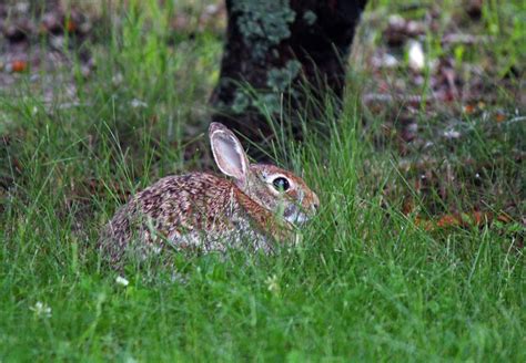 Free Images Nature Grass Lawn Meadow Prairie Flower Animal