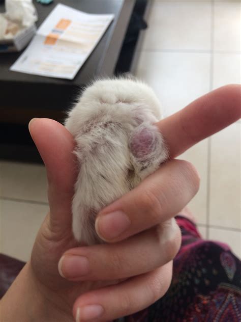 My Hamster Has A Large Red Lump On His Left Side Which He Is Scratching