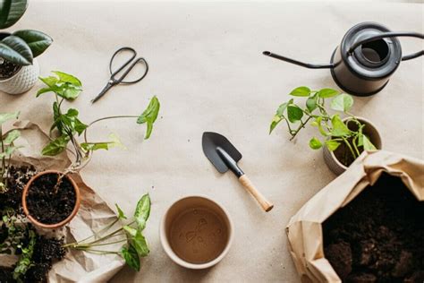 Quand Et Comment Fertiliser Les Plantes Pothos