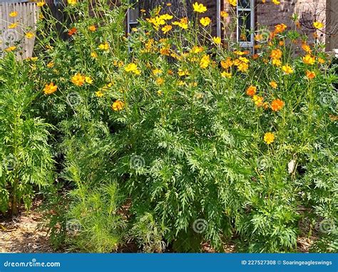 夏日的黄橙花 库存照片 图片 包括有 夏令时 结构树 橙色 植被 灌木 草坪 野花 字段 227527308