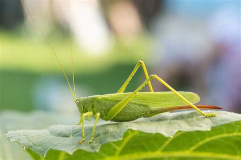 Seeing A Green Grasshopper In House Meaning 9 Signs