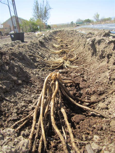 Asperge Plant Gijnlim Maat A Voor Teelt Groene En Witte Asperges