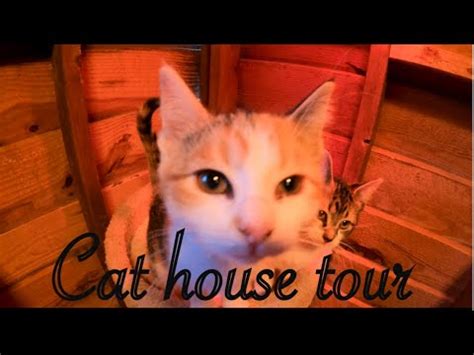 Cat House Tour Vlogmas Day Youtube