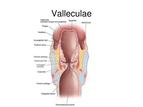 PPT - Anatomy of Phonation Chapter 4 PowerPoint Presentation, free ...