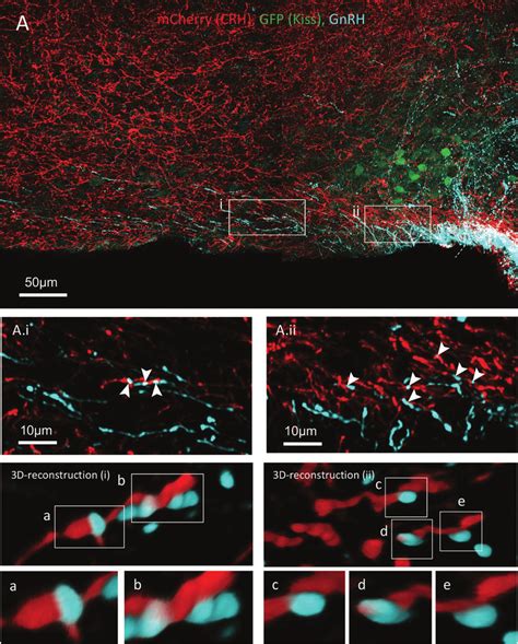 Crh Neuron Projections Make Close Appositions With Gnrh Neuron Distal