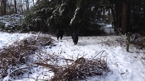 Natuurlijk Varkens Youtube