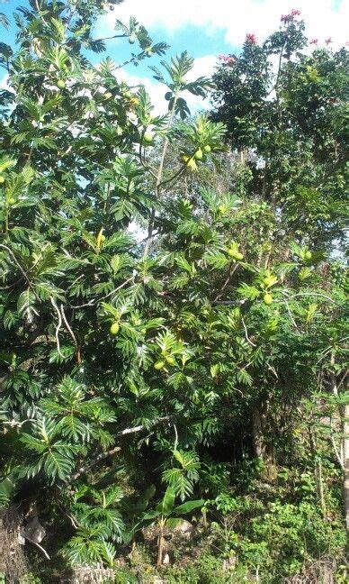 Breadfruit Pana Trees Tree Trinidad Breadfruit