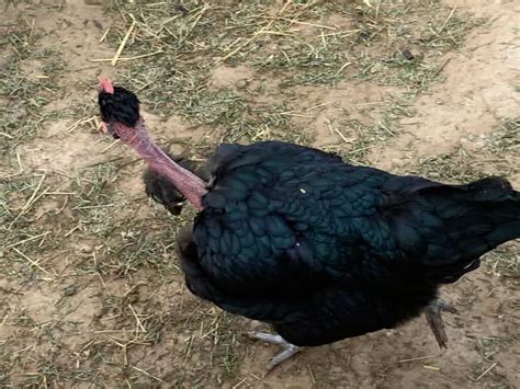 Naked Neck Chickens Aka Turkens Dual Purpose And Hardy