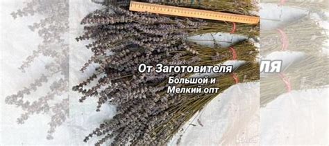 Для бани веники лавандин голубой заказ купить в Санкт-Петербурге ...