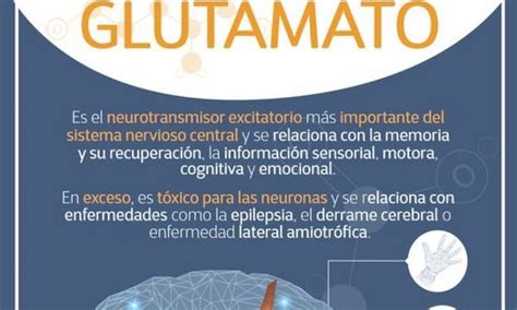 6 TIPOS DE NEUROTRANSMISORES