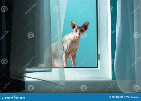 A Canadian Sphynx Kitten At Home Naked Cat Is Sitting On Balcony Behind Tulle Stock Image