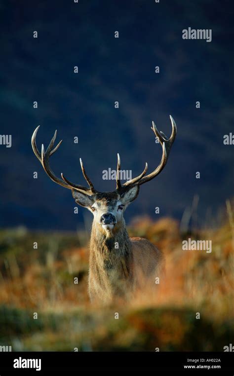 Wild Red Deer Stag Cervus Elaphus With Mountain Background Scottish