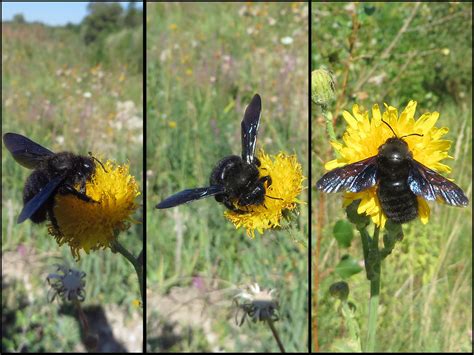 L Abeille Charpenti Re Ou Le Xylocope Xylocopa Violacea Flickr