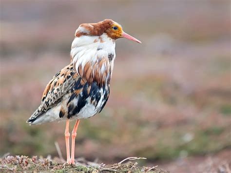 Ruff Philomachus Pugnax Ruff Animals Animal Lover