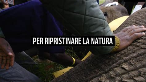 Il Wwf Spiegato Ai Bambini Aggiornato Gennaio 2025