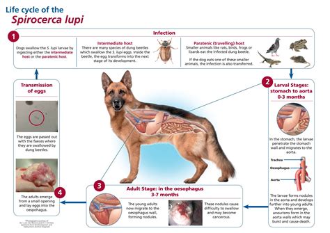 Spiracerca Lupi: The Deadly Killer - Hennie Alberts Veterinary Clinic