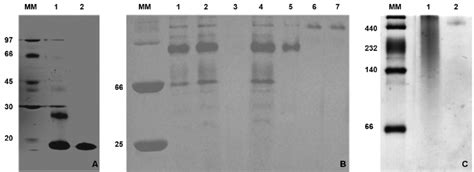 Electrophoresis Profile Of Purified Lectins A SDS PAGE 15