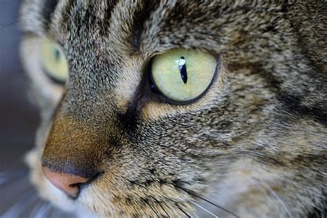 50000 Free Beluga Cat And Cat Images Pixabay