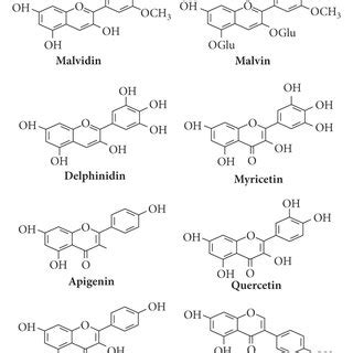 In Vivo And In Vitro Anticancer Activities Of M Sylvestris Against