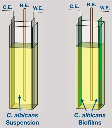 schematic representation   electrochemical cells