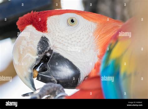Scarlet Macaw Nest Hi Res Stock Photography And Images Alamy