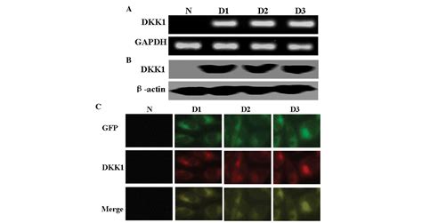 Morphine Protects Sh Sy5y Human Neuroblastoma Cells Against Dickkopf1