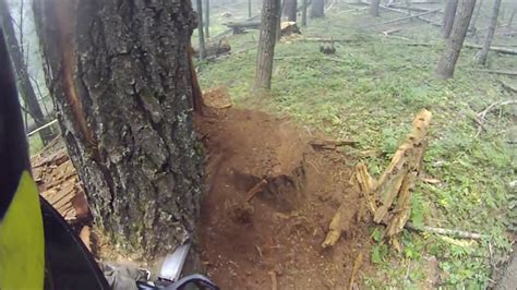 Scary Moment Of A Rotten White Fir Tree Barber Chairing Youtube