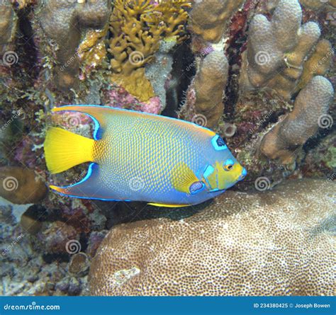 Queen Angelfish Stock Image Image Of Reef Ocean Fish 234380425