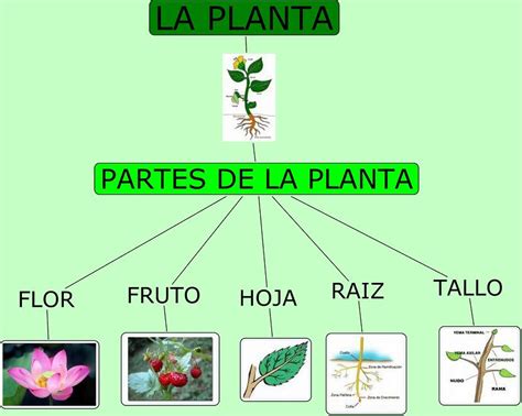 Mapa Conceptual De Las Plantas ¡guía Paso A Paso