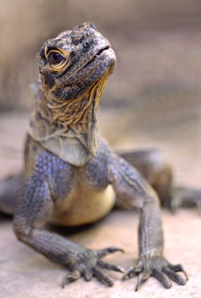 Sailfin Lizard Stock Photos, Pictures & Royalty-Free Images - iStock