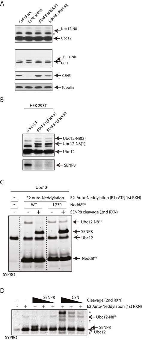 Figures And Data In SENP8 Limits Aberrant Neddylation Of NEDD8 Pathway