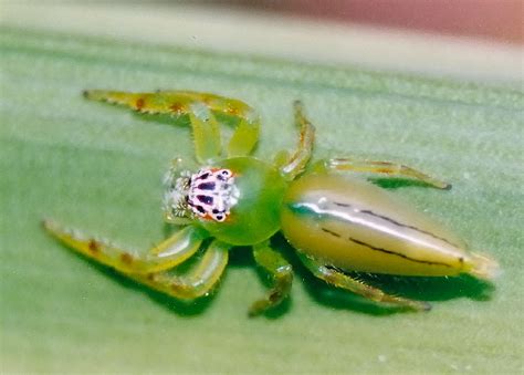 Green Jumping Spider Mopsus Mormon M Penicillatus