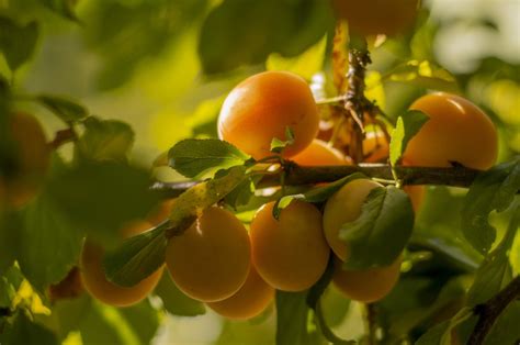 What Dream About Apricot Means