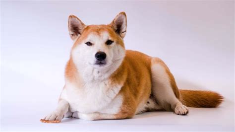 Akita Inu Cores E Tipos Branco Tigrado Sesame Fulvo Vermelho