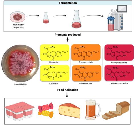 Frontiers The Potential Strategies And Challenges Of Monascus