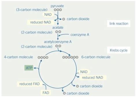 12 2 Link Reaction And Krebs Cycle Diagram Quizlet